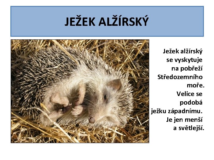 JEŽEK ALŽÍRSKÝ Ježek alžírský se vyskytuje na pobřeží Středozemního moře. Velice se podobá ježku JEŽEK ALŽÍRSKÝ Ježek alžírský se vyskytuje na pobřeží Středozemního moře. Velice se podobá ježku