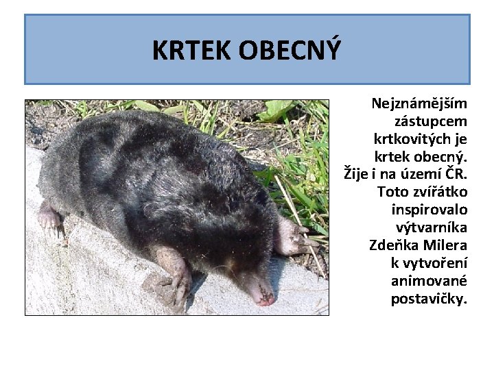 KRTEK OBECNÝ Nejznámějším zástupcem krtkovitých je krtek obecný. Žije i na území ČR. Toto KRTEK OBECNÝ Nejznámějším zástupcem krtkovitých je krtek obecný. Žije i na území ČR. Toto