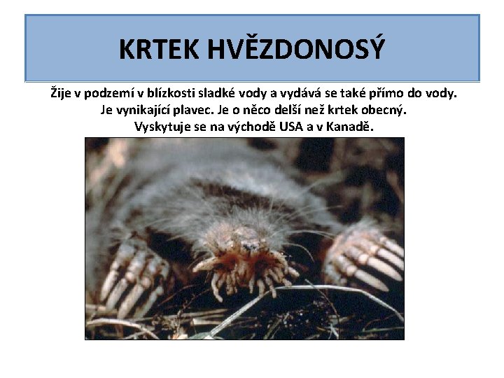 KRTEK HVĚZDONOSÝ Žije v podzemí v blízkosti sladké vody a vydává se také přímo KRTEK HVĚZDONOSÝ Žije v podzemí v blízkosti sladké vody a vydává se také přímo
