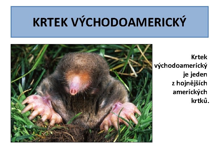 KRTEK VÝCHODOAMERICKÝ Krtek východoamerický je jeden z hojnějších amerických krtků. KRTEK VÝCHODOAMERICKÝ Krtek východoamerický je jeden z hojnějších amerických krtků.