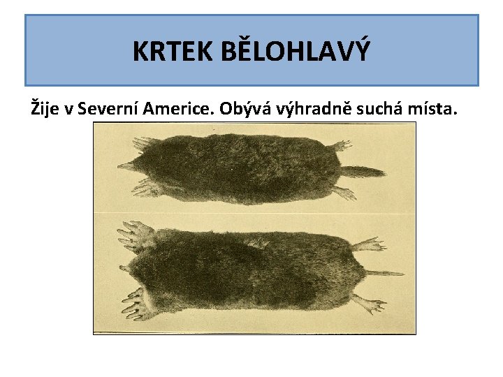 KRTEK BĚLOHLAVÝ Žije v Severní Americe. Obývá výhradně suchá místa. KRTEK BĚLOHLAVÝ Žije v Severní Americe. Obývá výhradně suchá místa.