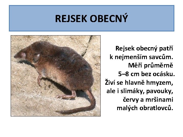 REJSEK OBECNÝ Rejsek obecný patří k nejmenším savcům. Měří průměrně 5– 8 cm bez REJSEK OBECNÝ Rejsek obecný patří k nejmenším savcům. Měří průměrně 5– 8 cm bez
