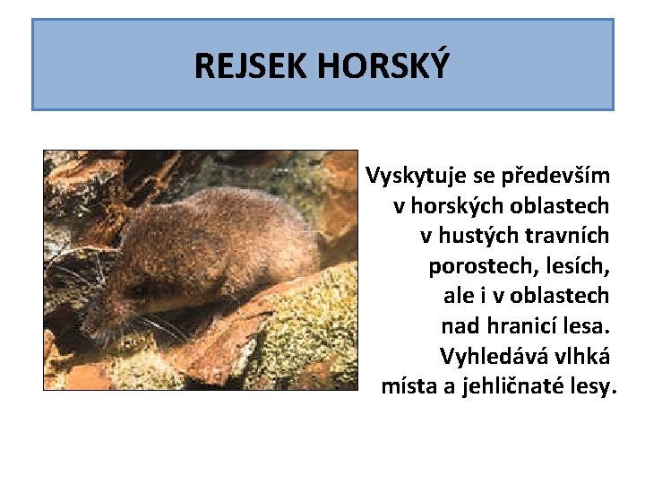 REJSEK HORSKÝ Vyskytuje se především v horských oblastech v hustých travních porostech, lesích, ale REJSEK HORSKÝ Vyskytuje se především v horských oblastech v hustých travních porostech, lesích, ale