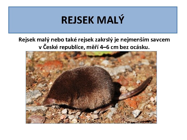 REJSEK MALÝ Rejsek malý nebo také rejsek zakrslý je nejmenším savcem v České republice, REJSEK MALÝ Rejsek malý nebo také rejsek zakrslý je nejmenším savcem v České republice,