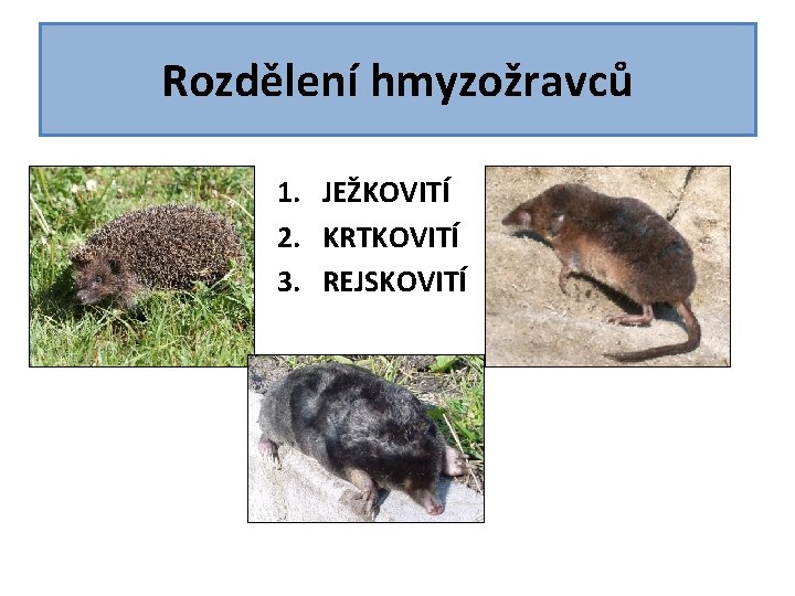 Rozdělení hmyzožravců 1. JEŽKOVITÍ 2. KRTKOVITÍ 3. REJSKOVITÍ Rozdělení hmyzožravců 1. JEŽKOVITÍ 2. KRTKOVITÍ 3. REJSKOVITÍ
