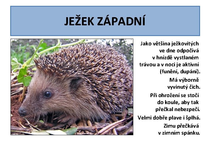 JEŽEK ZÁPADNÍ Jako většina ježkovitých ve dne odpočívá v hnízdě vystlaném trávou a v JEŽEK ZÁPADNÍ Jako většina ježkovitých ve dne odpočívá v hnízdě vystlaném trávou a v