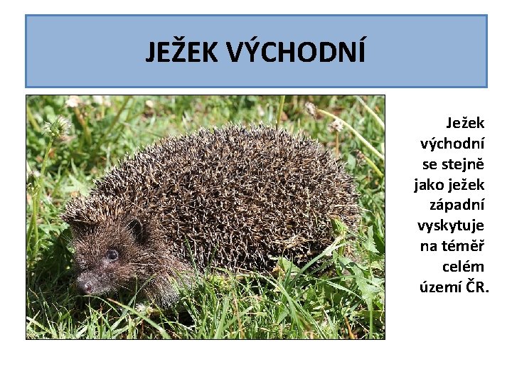 JEŽEK VÝCHODNÍ Ježek východní se stejně jako ježek západní vyskytuje na téměř celém území JEŽEK VÝCHODNÍ Ježek východní se stejně jako ježek západní vyskytuje na téměř celém území