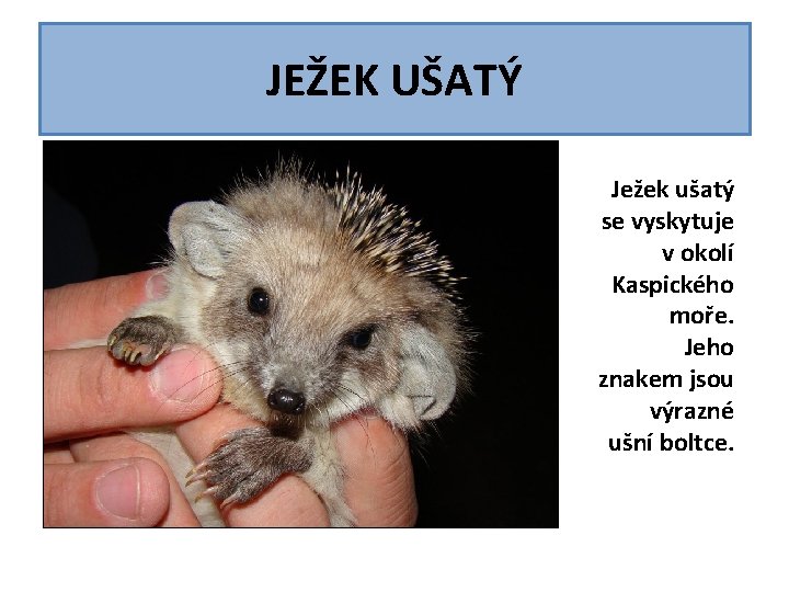 JEŽEK UŠATÝ Ježek ušatý se vyskytuje v okolí Kaspického moře. Jeho znakem jsou výrazné JEŽEK UŠATÝ Ježek ušatý se vyskytuje v okolí Kaspického moře. Jeho znakem jsou výrazné