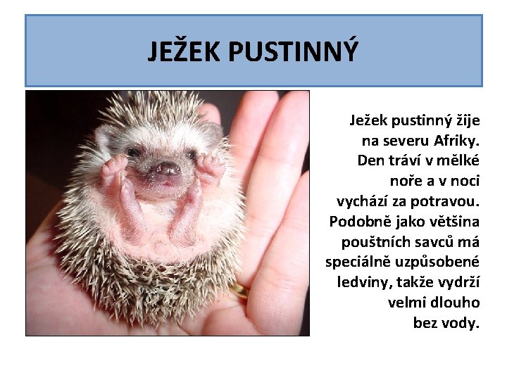 JEŽEK PUSTINNÝ Ježek pustinný žije na severu Afriky. Den tráví v mělké noře a JEŽEK PUSTINNÝ Ježek pustinný žije na severu Afriky. Den tráví v mělké noře a