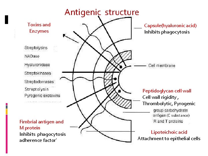 Antigenic structure Toxins and Enzymes Capsule(hyaluronic acid) Inhibits phagocytosis Peptidoglycan cell wall Cell wall