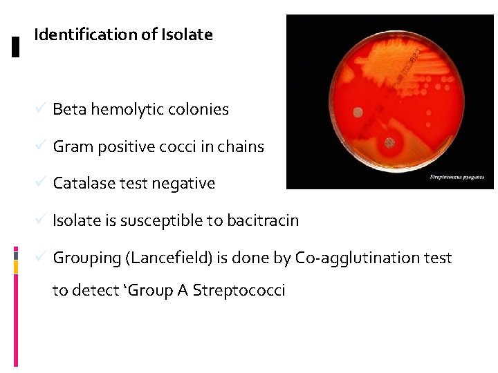 Identification of Isolate -> ü Beta hemolytic colonies ü Gram positive cocci in chains