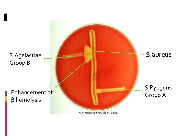 S. Agalactiae Group B Enhancement of β hemolysis S. aureus S. Pyogens Group A