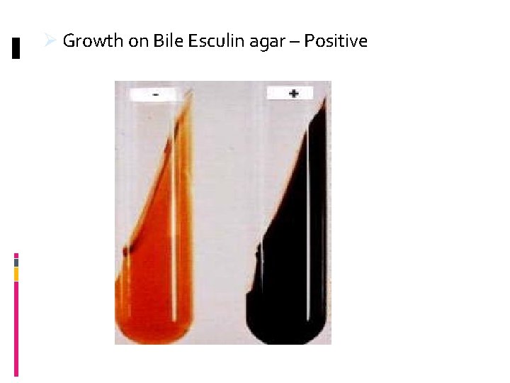 Ø Growth on Bile Esculin agar – Positive 