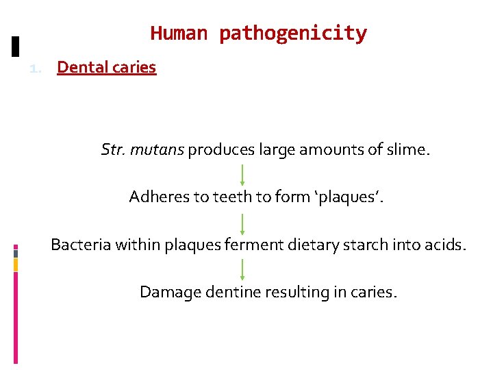 Human pathogenicity 1. Dental caries Str. mutans produces large amounts of slime. Adheres to