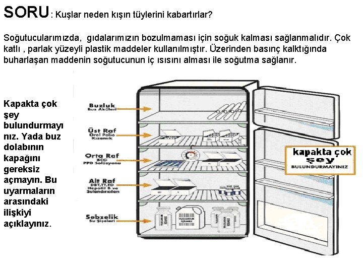 SORU: Kuşlar neden kışın tüylerini kabartırlar? Soğutucularımızda, gıdalarımızın bozulmaması için soğuk kalması sağlanmalıdır. Çok