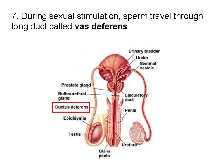 7. During sexual stimulation, sperm travel through long duct called vas deferens 