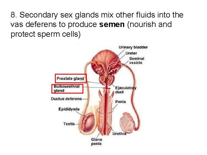 8. Secondary sex glands mix other fluids into the vas deferens to produce semen