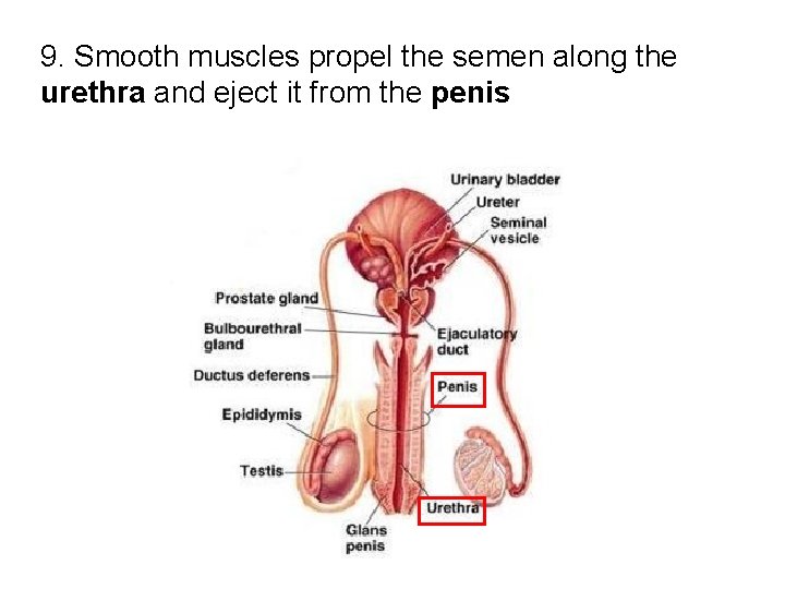 9. Smooth muscles propel the semen along the urethra and eject it from the