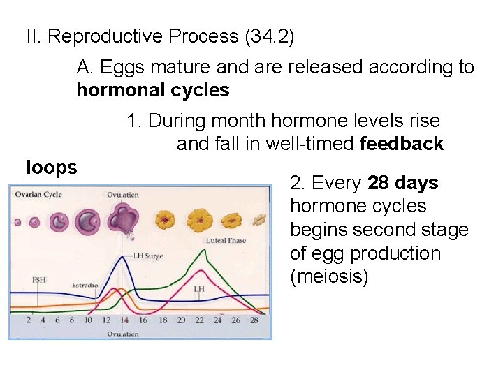 II. Reproductive Process (34. 2) A. Eggs mature and are released according to hormonal