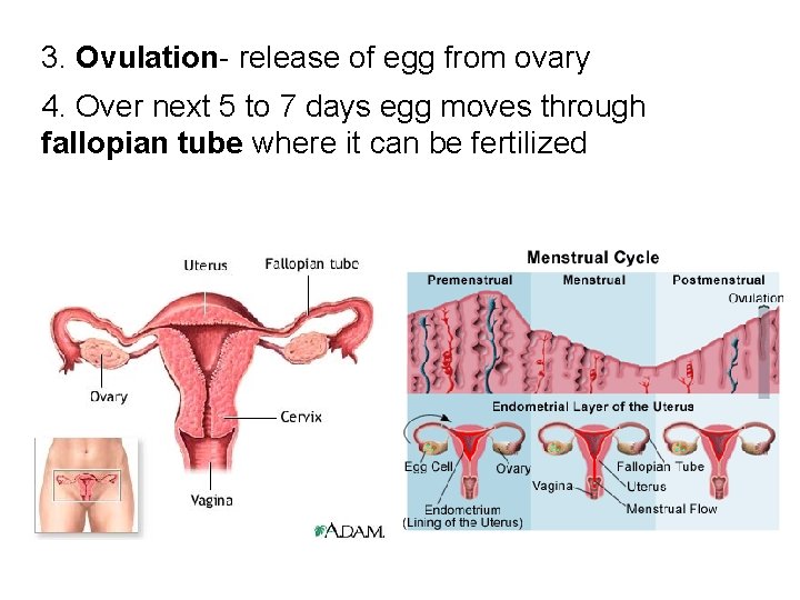 3. Ovulation- release of egg from ovary 4. Over next 5 to 7 days
