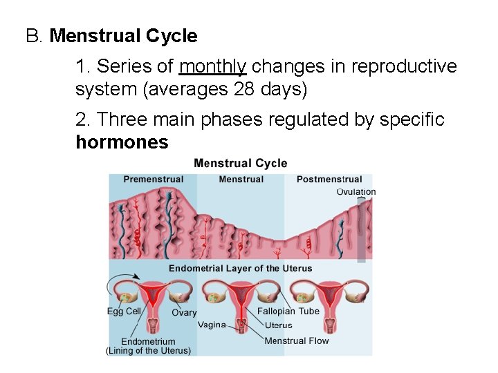 B. Menstrual Cycle 1. Series of monthly changes in reproductive system (averages 28 days)