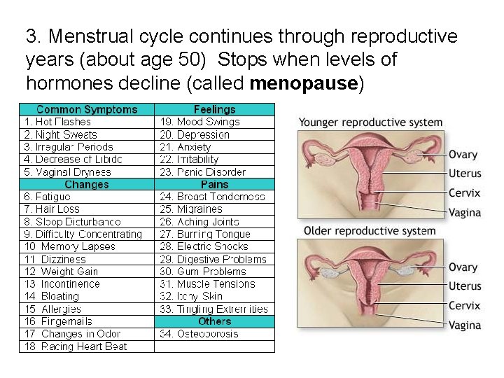3. Menstrual cycle continues through reproductive years (about age 50) Stops when levels of