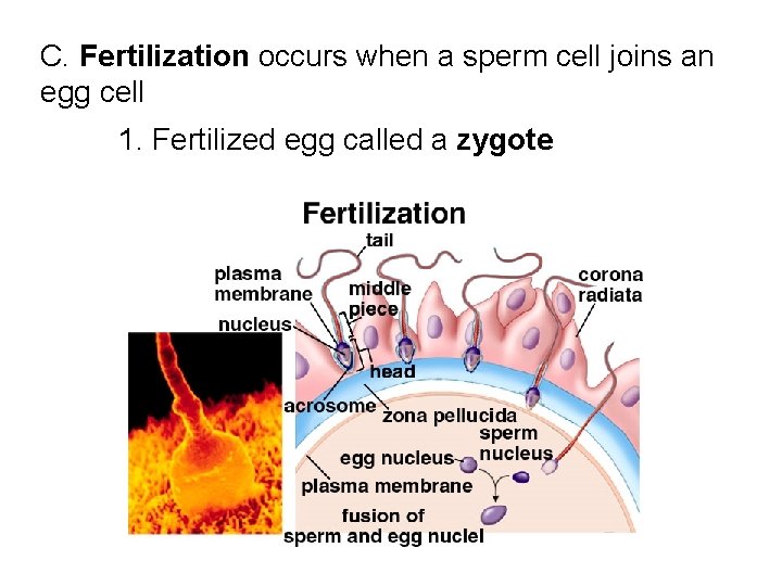 C. Fertilization occurs when a sperm cell joins an egg cell 1. Fertilized egg