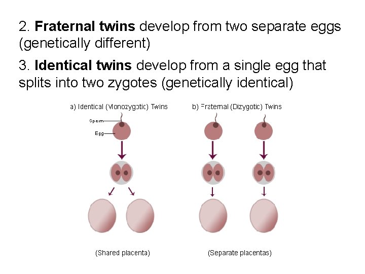 2. Fraternal twins develop from two separate eggs (genetically different) 3. Identical twins develop