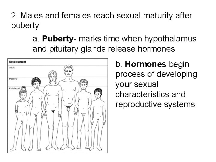 2. Males and females reach sexual maturity after puberty a. Puberty- marks time when