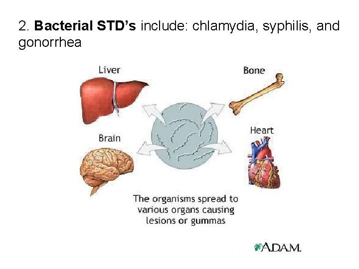 2. Bacterial STD’s include: chlamydia, syphilis, and gonorrhea 