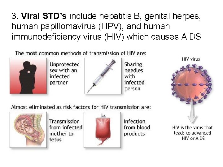3. Viral STD’s include hepatitis B, genital herpes, human papillomavirus (HPV), and human immunodeficiency