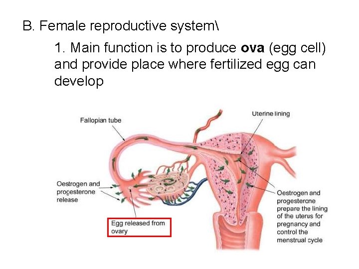  B. Female reproductive system 1. Main function is to produce ova (egg cell)