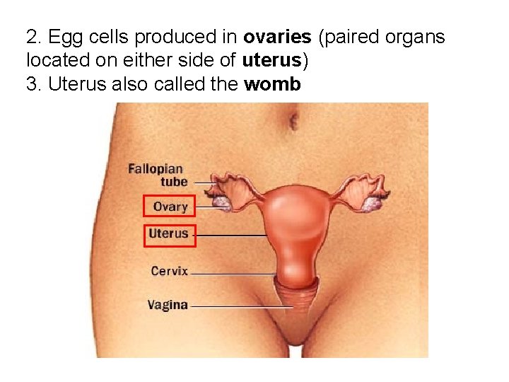 2. Egg cells produced in ovaries (paired organs located on either side of uterus)