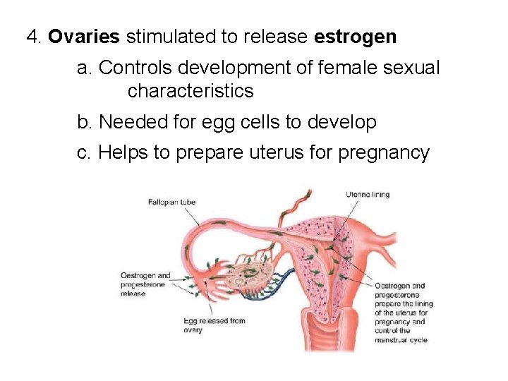 4. Ovaries stimulated to release estrogen a. Controls development of female sexual characteristics b.