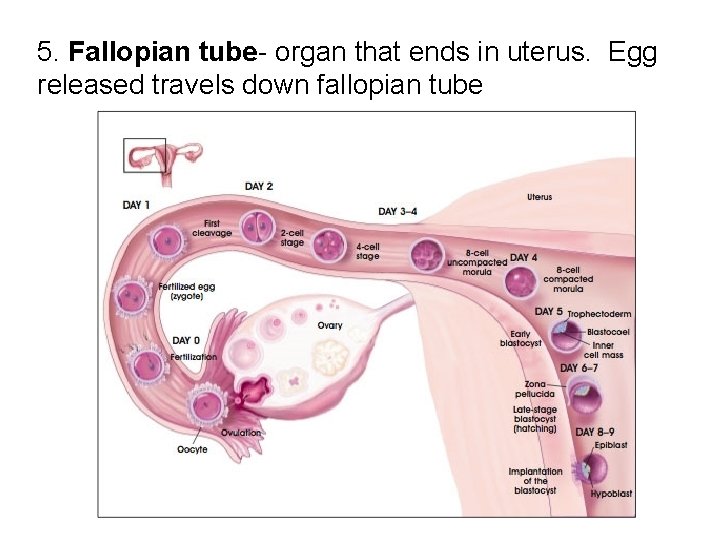 5. Fallopian tube- organ that ends in uterus. Egg released travels down fallopian tube