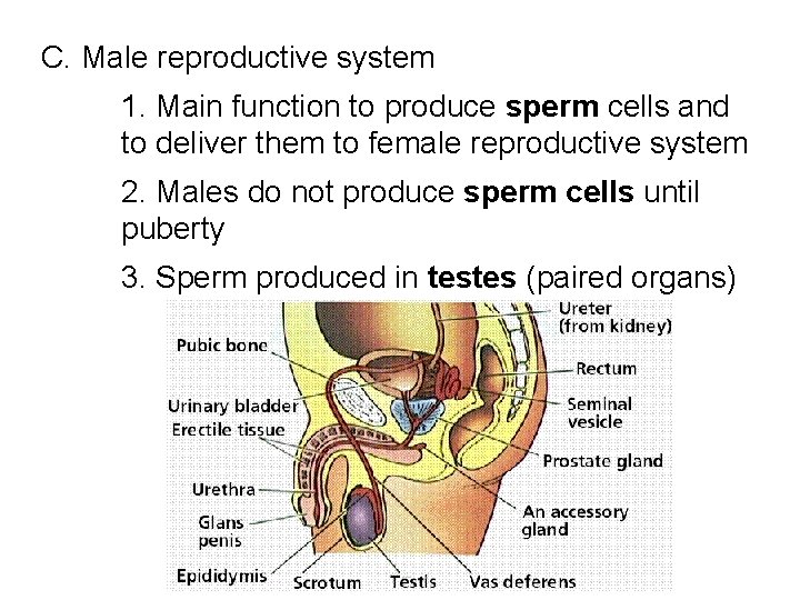 C. Male reproductive system 1. Main function to produce sperm cells and to deliver