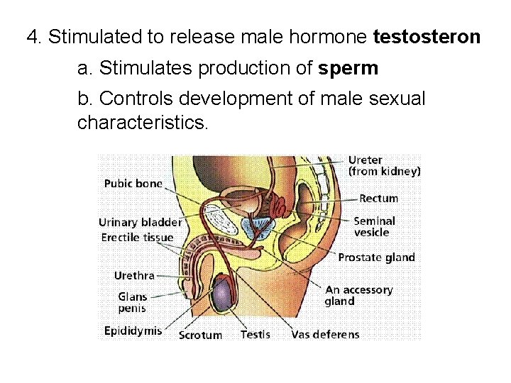 4. Stimulated to release male hormone testosteron a. Stimulates production of sperm b. Controls