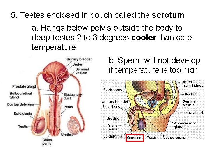 5. Testes enclosed in pouch called the scrotum a. Hangs below pelvis outside the