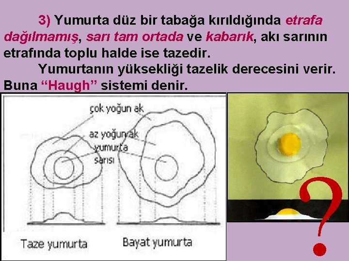 3) Yumurta düz bir tabağa kırıldığında etrafa dağılmamış, sarı tam ortada ve kabarık, akı