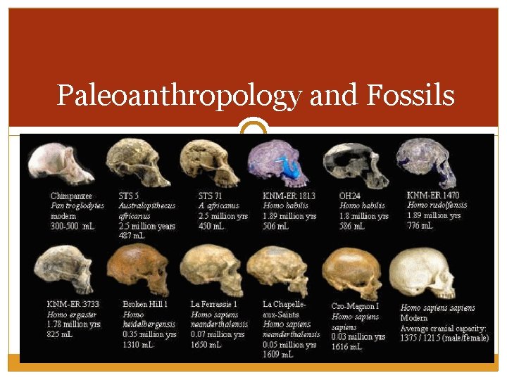 Paleoanthropology and Fossils 