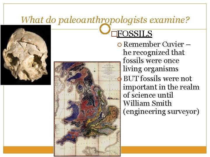 What do paleoanthropologists examine? �FOSSILS Remember Cuvier – he recognized that fossils were once