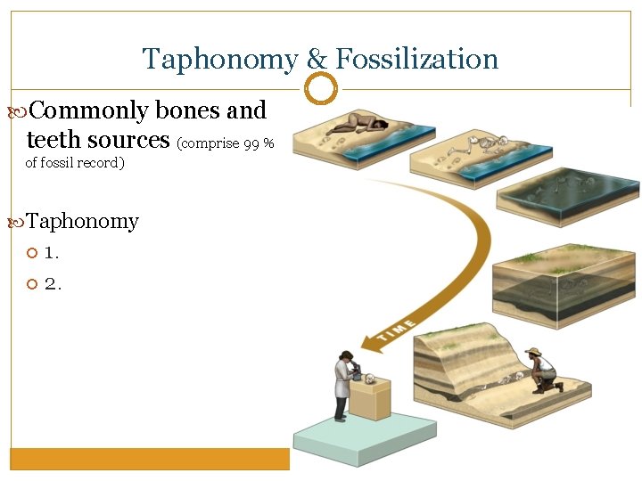 Taphonomy & Fossilization Commonly bones and teeth sources (comprise 99 % of fossil record)