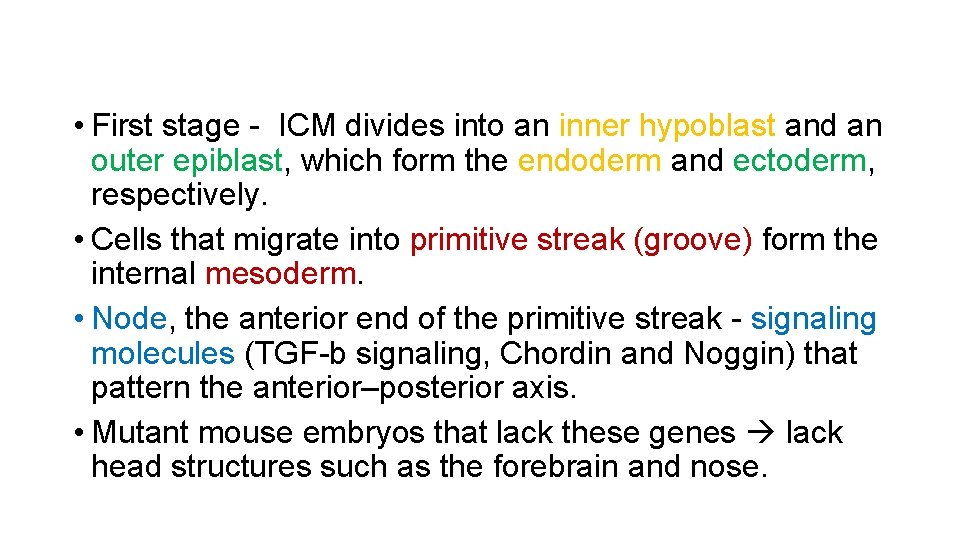  • First stage - ICM divides into an inner hypoblast and an outer