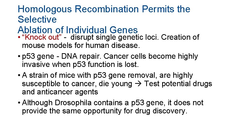 Homologous Recombination Permits the Selective Ablation of Individual Genes • “Knock out” - disrupt