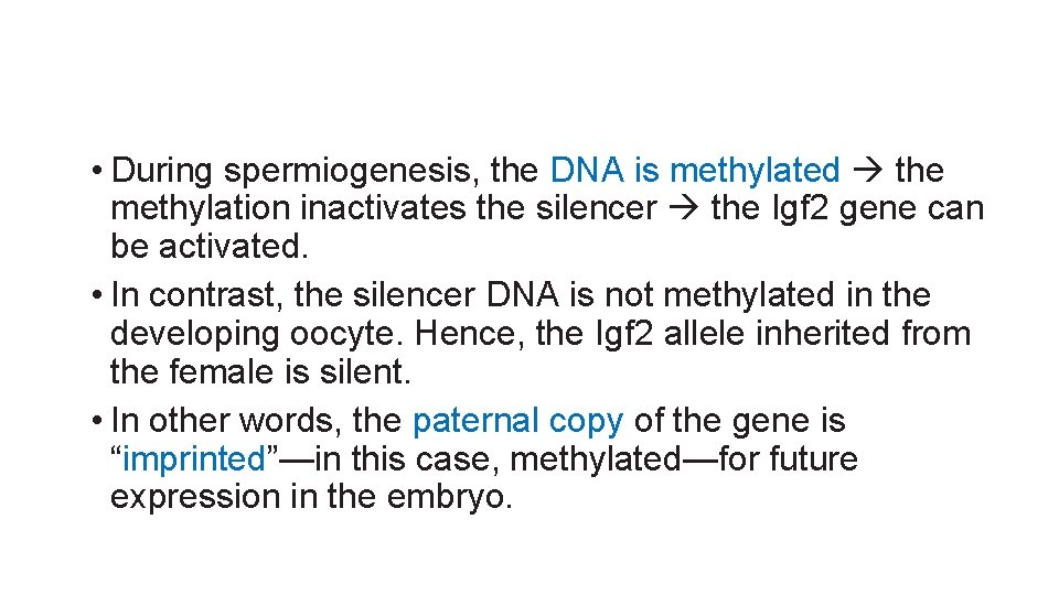  • During spermiogenesis, the DNA is methylated the methylation inactivates the silencer the