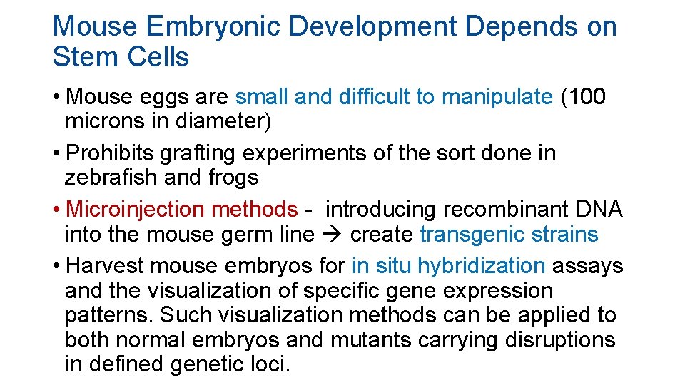 Mouse Embryonic Development Depends on Stem Cells • Mouse eggs are small and difficult