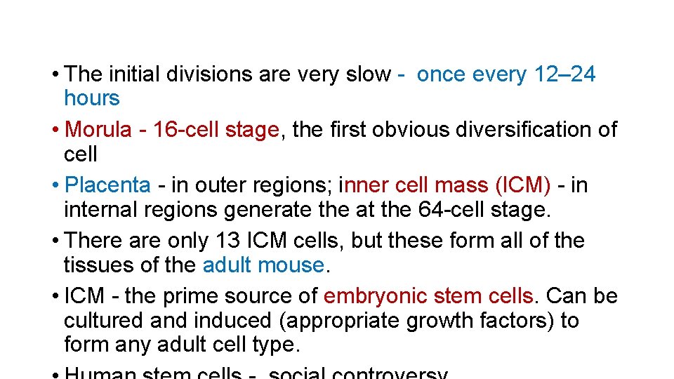  • The initial divisions are very slow - once every 12– 24 hours