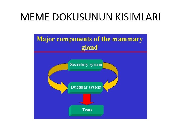 MEME DOKUSUNUN KISIMLARI 