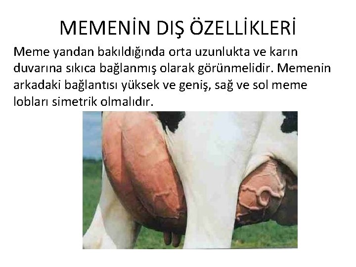 MEMENİN DIŞ ÖZELLİKLERİ Meme yandan bakıldığında orta uzunlukta ve karın duvarına sıkıca bağlanmış olarak