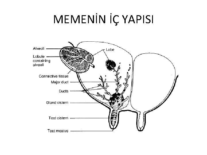 MEMENİN İÇ YAPISI 